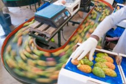 MachinePoint Engineering conçoit et construit des usines de production de fruits